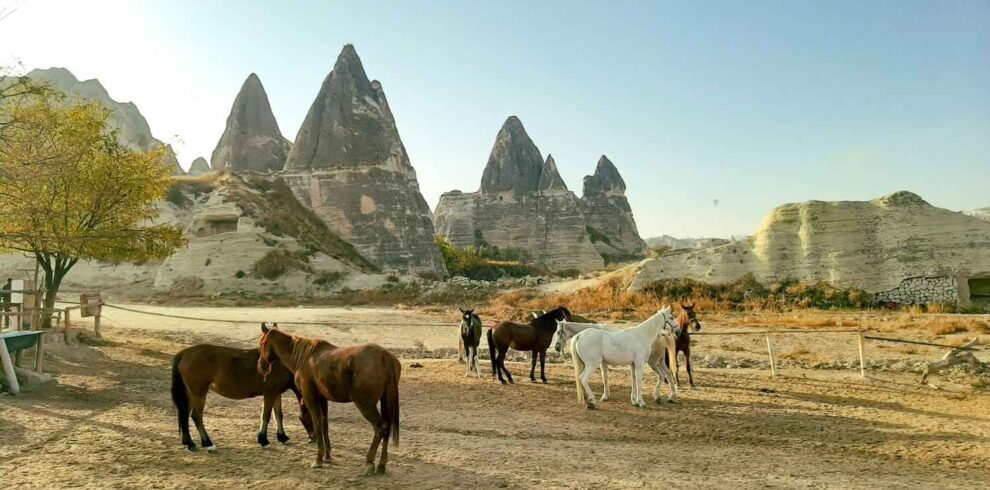 Horses grazing in a sandy paddock with Cappadocia's iconic fairy chimneys and rocky landscape in the background.